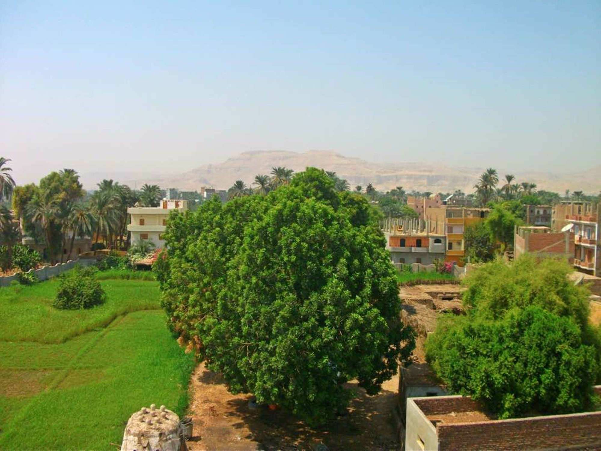Farida Apartments Luxor Eksteriør bilde